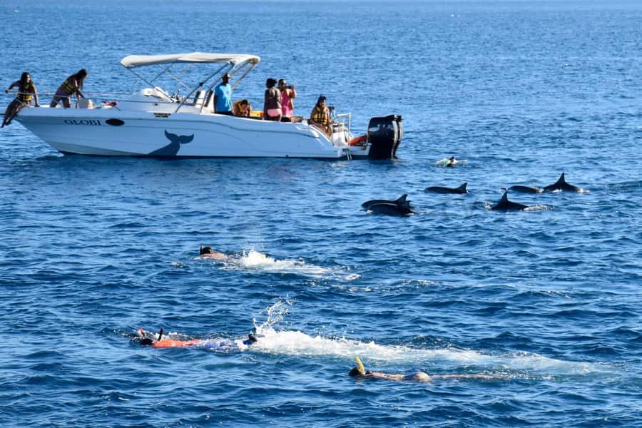 Bali: Watching Dolphin, Swimming & Snorkeling Tour - Is $21 a good price?