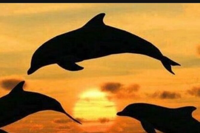 Baraka Aquarium and Dolphin Sightseeing with Sunset Cruise - Searching for dolphins from Matemwe