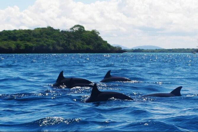 Baraka Aquarium and Dolphin Sightseeing with Sunset Cruise - A few smart questions to ask before departure