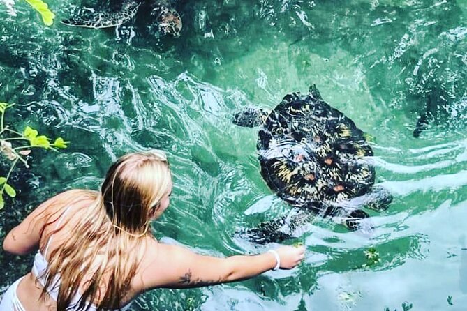 Baraka Aquarium and Dolphin Sightseeing with Sunset Cruise - Getting close to green sea turtles at Baraka