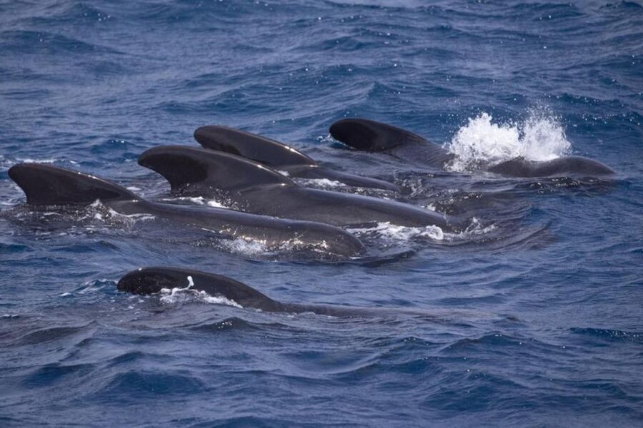 Barbate: Dolphin and Whale Watching in Cape Trafalgar - Key points to know before sailing