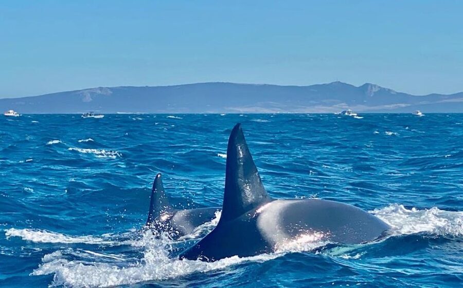 Barbate: Dolphin and Whale Watching in Cape Trafalgar - Should you book the Barbate whale and dolphin trip?