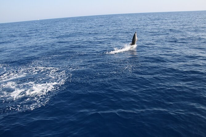 Bari sailing cruise in search of dolphins - Bari’s old harbor and historic center from offshore