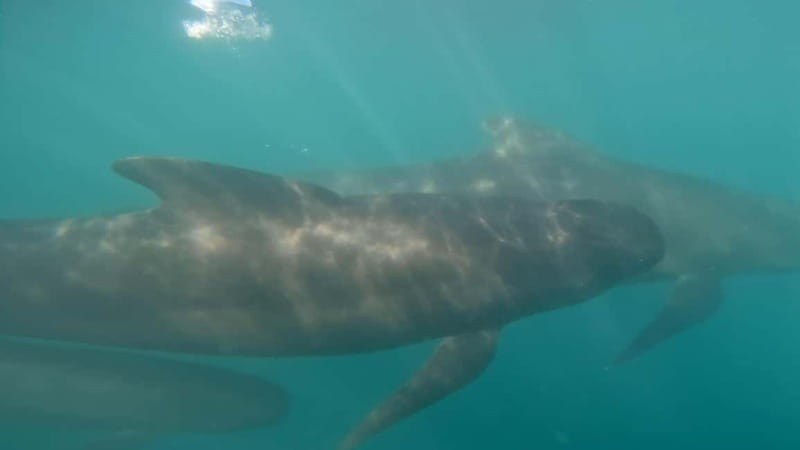 Basque Country : Whale and Dolphin Watching Boat Tours - What the morning delivers