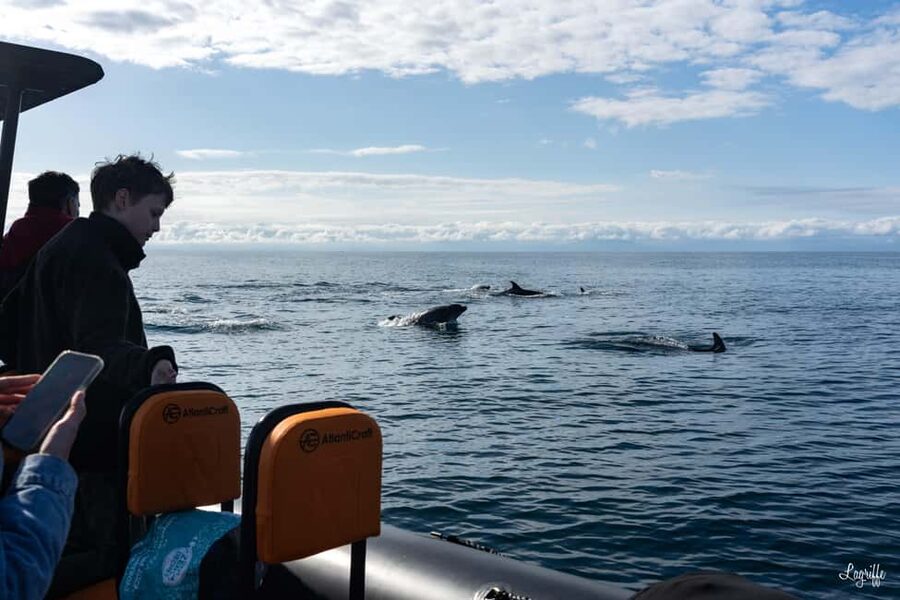 Basque Country : Whale and Dolphin Watching Boat Tours - The wildlife zone and its regular visitors