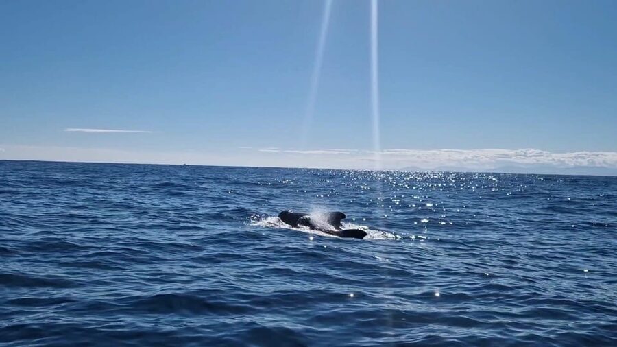 Basque Country : Whale and Dolphin Watching Boat Tours - Spring sightings and the less common possibilities
