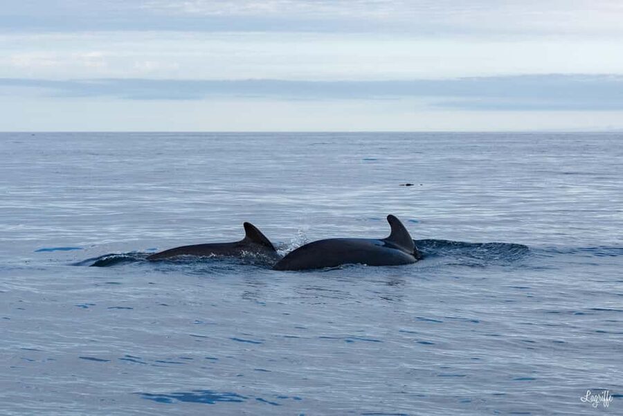 Basque Country : Whale and Dolphin Watching Boat Tours - What the Zodiac ride feels like
