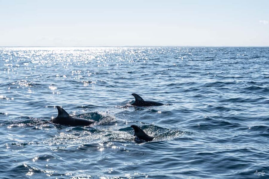 Basque Country : Whale and Dolphin Watching Boat Tours - Is $199 a fair price?