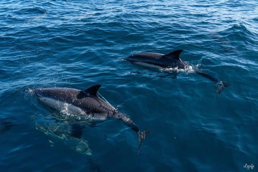 Basque Country : Whale and Dolphin Watching Boat Tours - Weather, cancellations, and sea conditions
