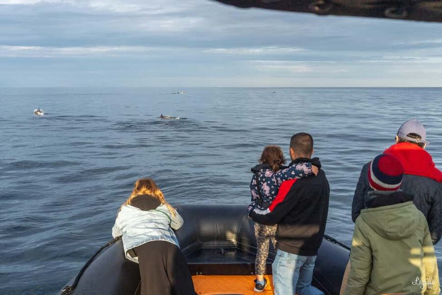 Basque Country : Whale and Dolphin Watching Boat Tours - Who will enjoy this trip most