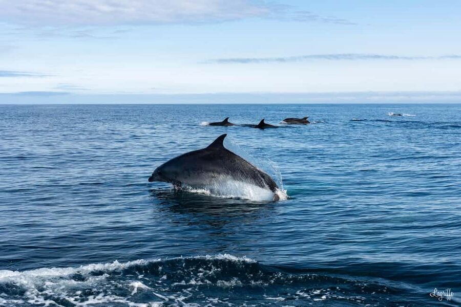 Basque Country : Whale and Dolphin Watching Boat Tours - The 45-minute ride offshore