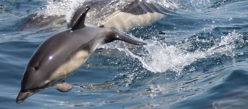 Bay of Gibraltar: Dolphin Cruise - Key points at a glance