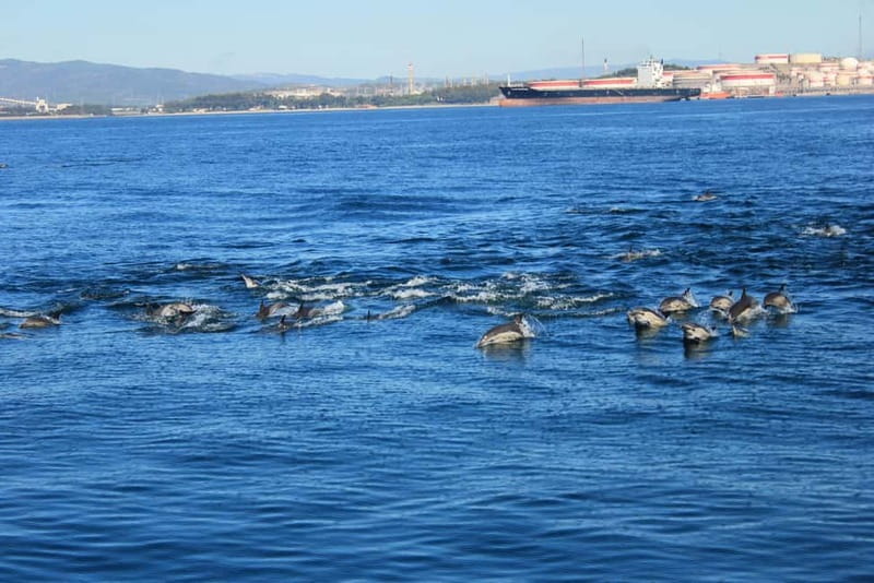 Bay of Gibraltar: Dolphin Cruise - Why Gibraltar Bay is a good place to look for dolphins