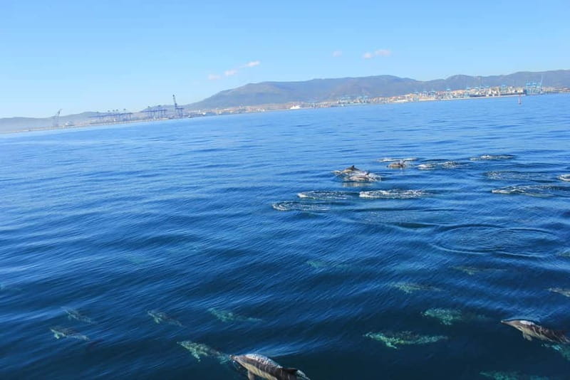 Bay of Gibraltar: Dolphin Cruise - Finding the first dolphins