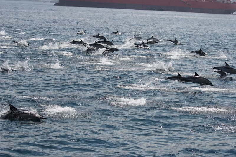 Bay of Gibraltar: Dolphin Cruise - Watching dolphins surf, leap, and communicate