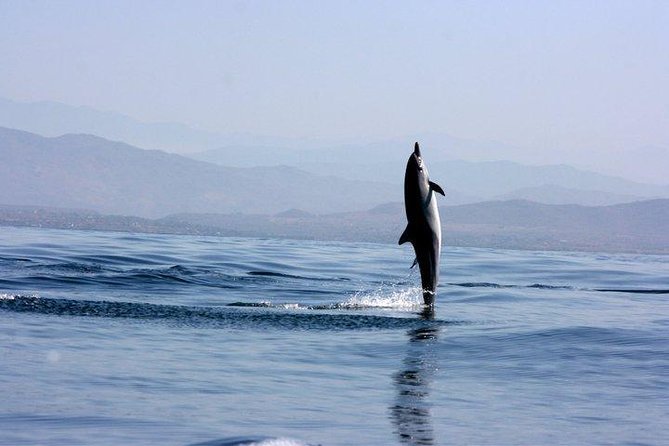 Beaches Dolphins And Viewpoints Discovering The Hidden Port By Sea And Land - Key points to know before booking