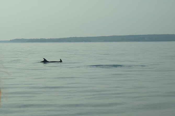 Beautiful Sunset and Dolphin Watching - Setting out from Fažana toward Brijuni