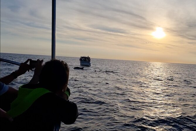 Beautiful Sunset and Dolphin Watching - Timing, meeting point, and practical details