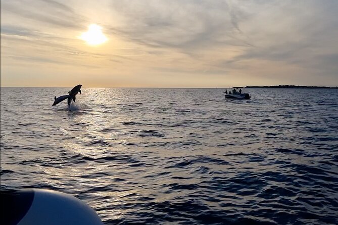 Beautiful Sunset and Dolphin Watching - Watching dolphins in their natural home