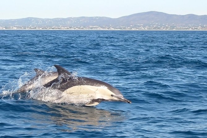 Become a dolphin protector! Lisbon Eco-dolphin watching - Why this dolphin trip feels different