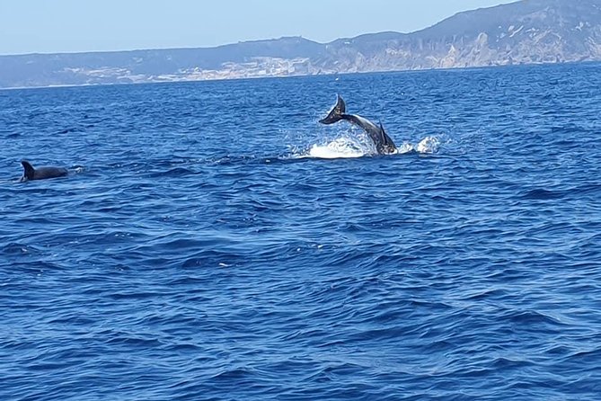Become a dolphin protector! Lisbon Eco-dolphin watching - Weather, cancellations, and planning risk