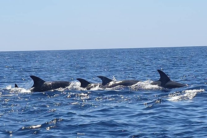 Become a dolphin protector! Lisbon Eco-dolphin watching - Who should book this Sesimbra experience?