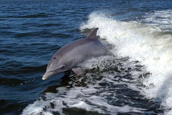 Become a dolphin protector! Lisbon Eco-dolphin watching - Leaving Sesimbra at 10:00 am