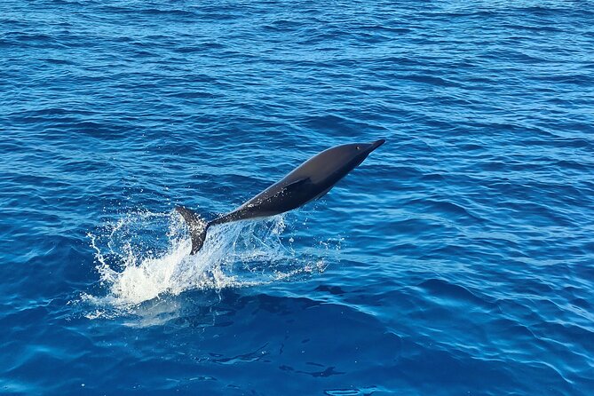 Benagil Caves and Dolphin Watching - 2.5h - Marinha Beach and the Algarve cliffs