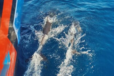 Benagil Caves and Dolphin Watching – 2.5h