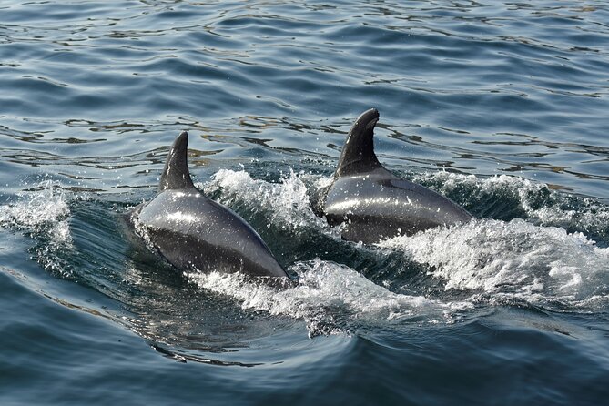 Benagil Caves and Dolphin Watching - 2.5h - Who should book this cruise?