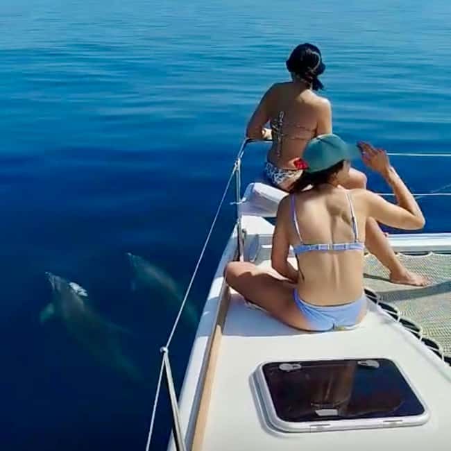 Benalmádena: Catamaran with dolphin watching and drinks - Leaving from Puerto Deportivo Benalmádena