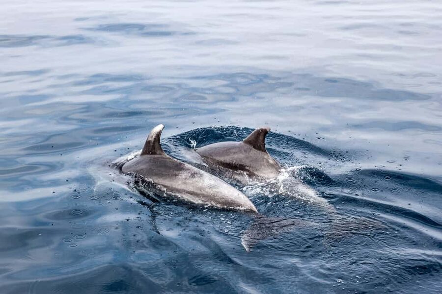 Benalmadena: Dolphin Sighting Boat Tour - Quick take: what matters most