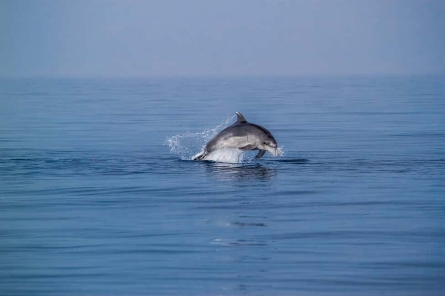 Benalmadena: Dolphin Sighting Boat Tour - Leaving Sea Love Experience from Benalmádena Marina
