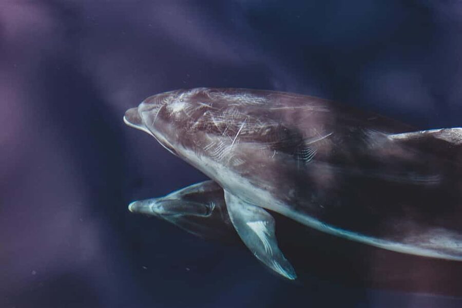 Benalmadena: Dolphin Sighting Boat Tour - The forty-minute dolphin search