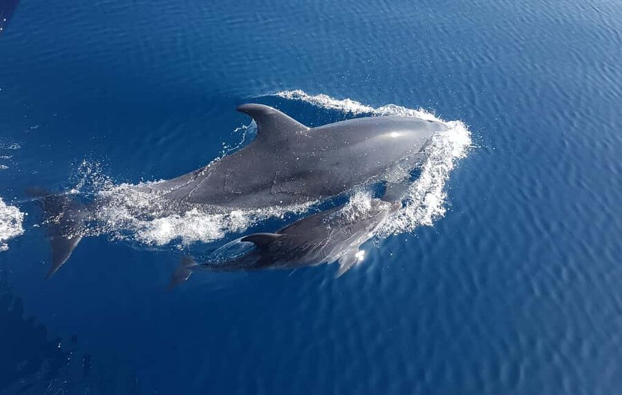 Benalmadena: Dolphin Sighting Boat Tour - Forty minutes across the Alboran Sea