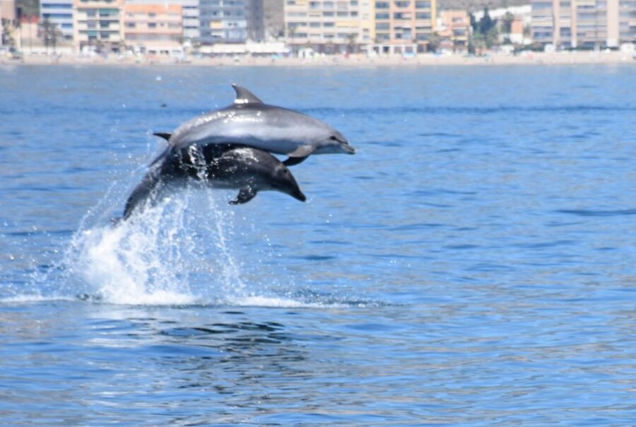 Benalmadena: Dolphin Watching Boat Tour - Key points at a glance