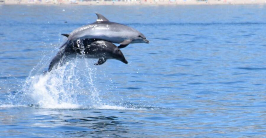 Benalmadena: Dolphin Watching Boat Tour - Searching for dolphins in open water