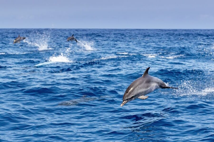 Benalmadena: Dolphin Watching Boat Tour - Coastal views toward Fuengirola