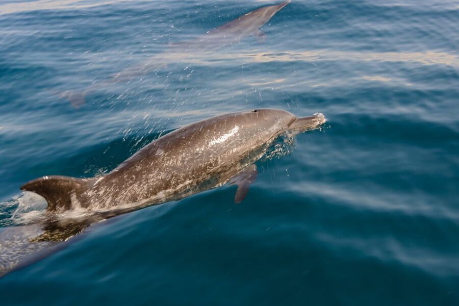 Benalmadena: Dolphin Watching Boat Tour - Coastal views toward Málaga