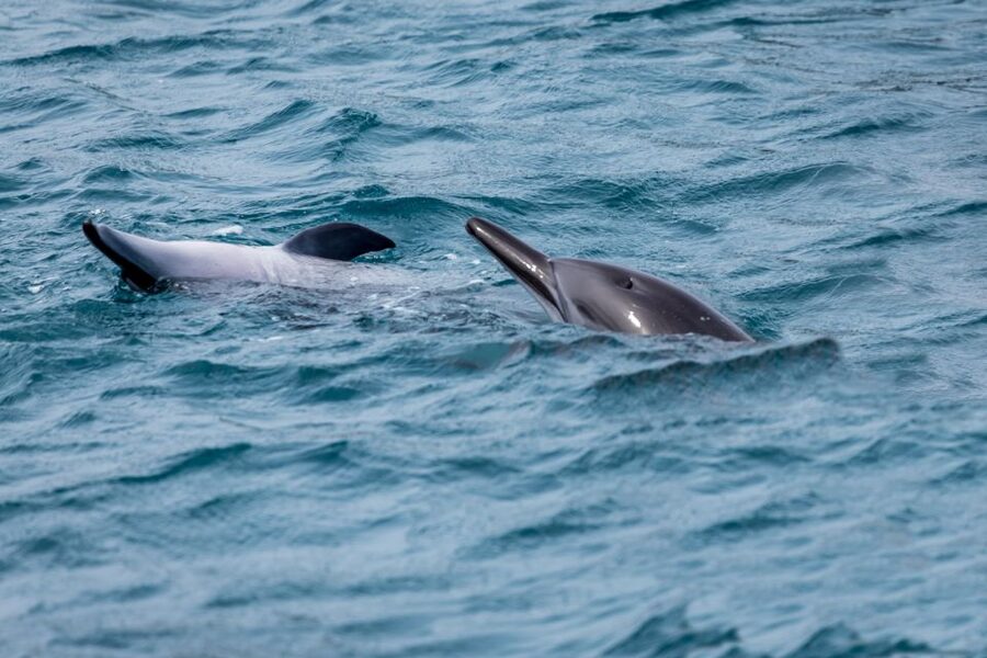 Benalmadena: Dolphin Watching Boat Tour - What the $22 price really buys you
