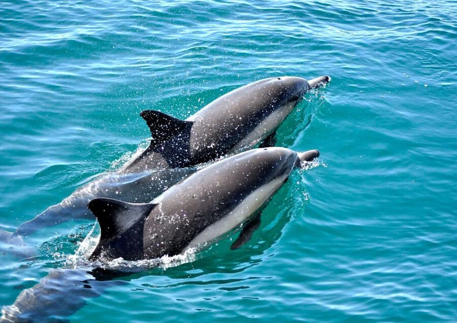 Benalmadena: Private Boat Trip – Dolphins, Drinks & Snacks - Unlimited drinks and simple snacks
