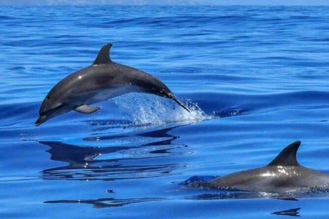Benalmádena: Sailing and Dolphin Watching with Snacks and Drinks - Two hours along the Costa del Sol coast