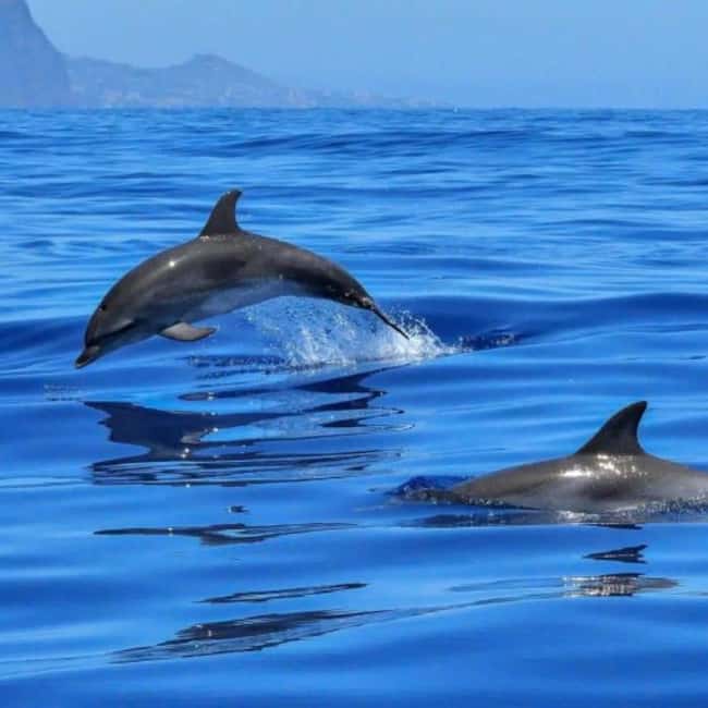 Benalmádena: Sailing & Dolphin Watching with Snacks/Drinks - Leaving Benalmádena Marina behind