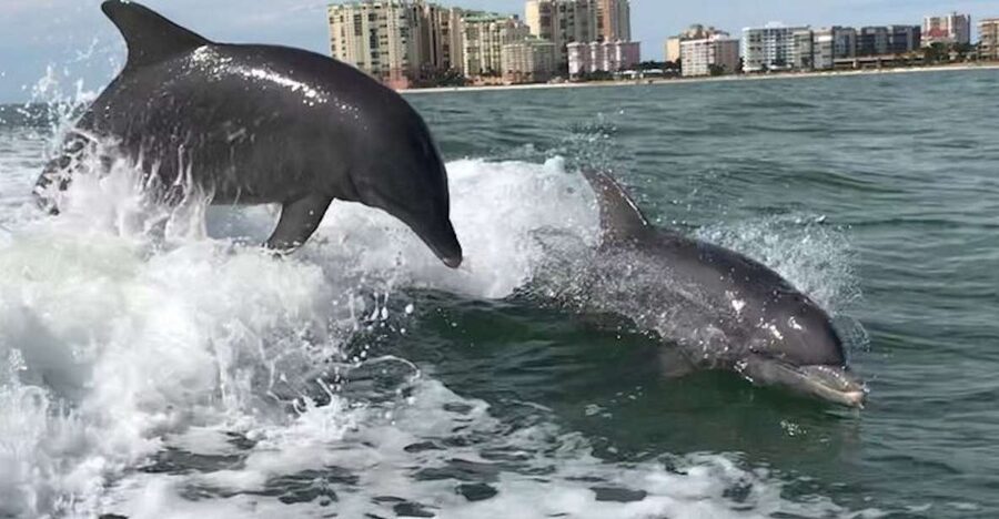 Best of Marco Dolphin Tour - Watching dolphins in their own waters
