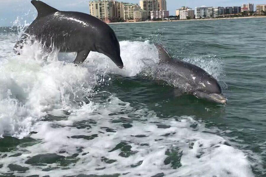 Best of Marco Dolphin Tour - The first look at Marco Island’s wild side