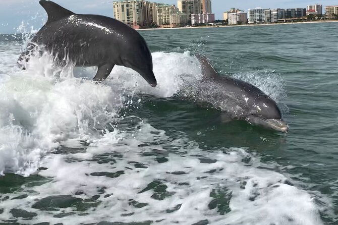Best of Marco Island Dolphin Tour - Key points to know before you book