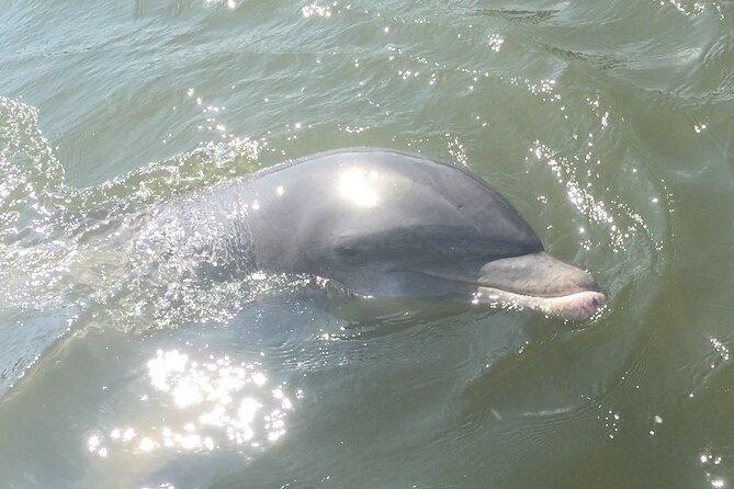 Best of Marco Island Dolphin Tour - What to bring for two hours on the water