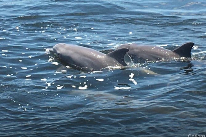 Big Fun Dolphin Cruise & Sealife Experiece ORANGE BEACH ALABAMA - Key points to know before you book