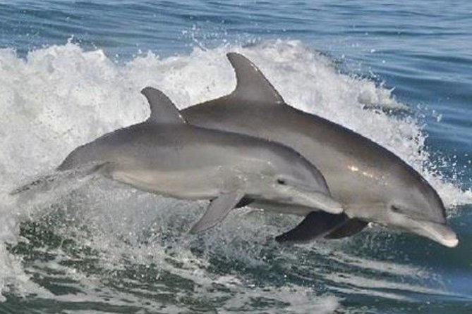 Big Fun Dolphin Cruise & Sealife Experiece ORANGE BEACH ALABAMA - The live sea-life session