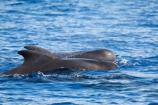 Big Island: Pelagic Whale Watch Tour - The guides make distant animals easier to understand